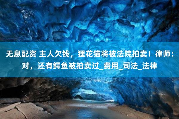无息配资 主人欠钱，狸花猫将被法院拍卖！律师：对，还有鳄鱼被拍卖过_费用_司法_法律